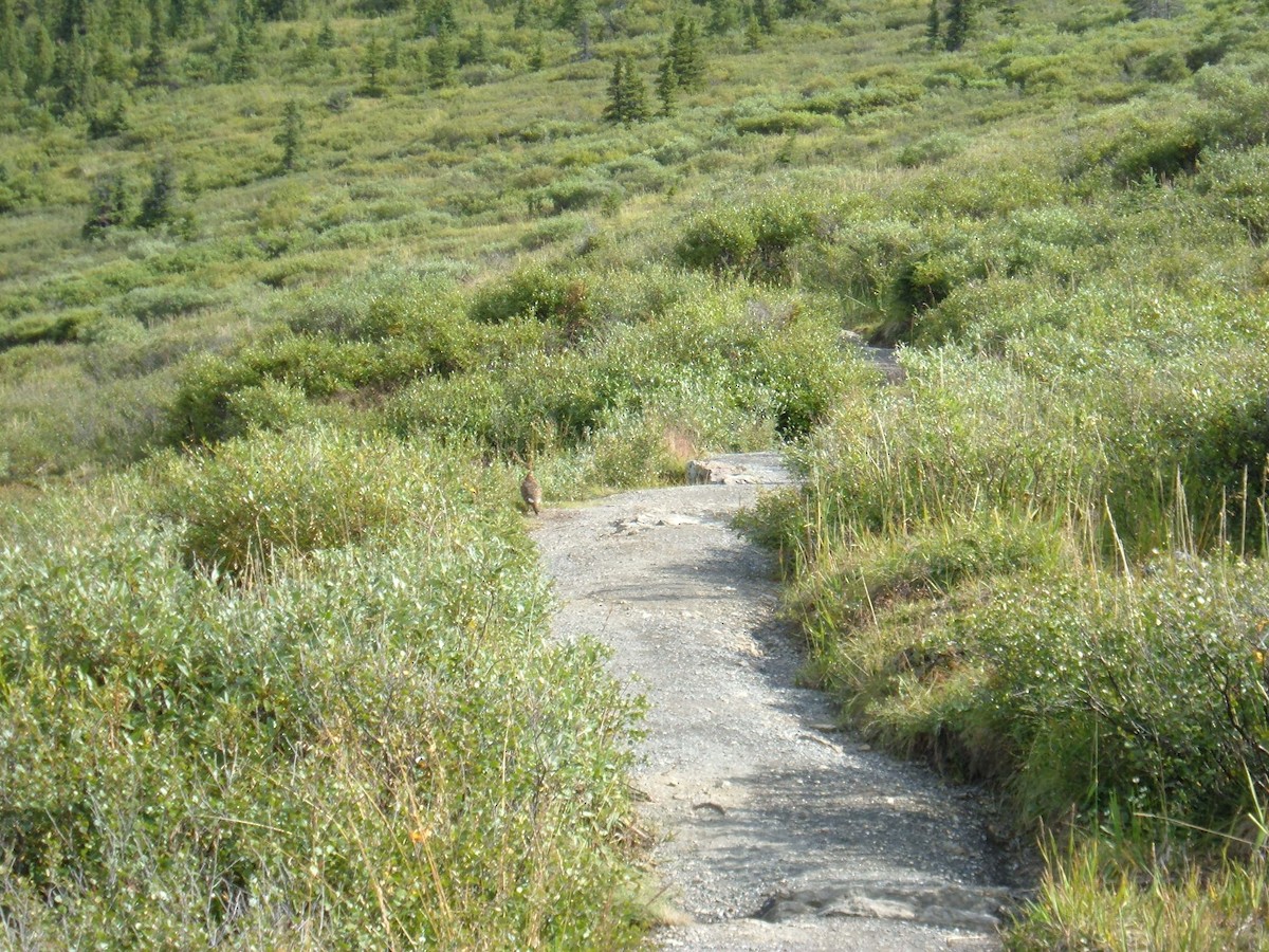 Rock Ptarmigan - ML512263601