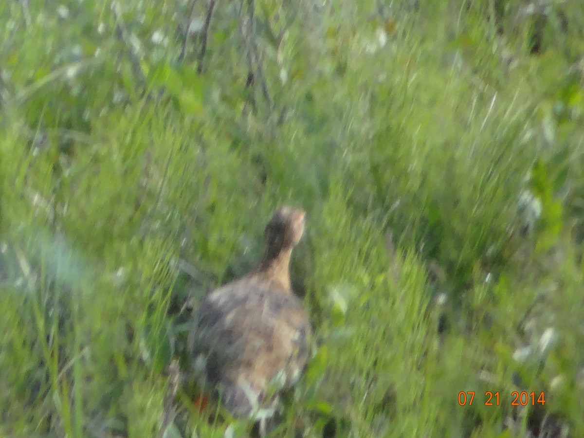 Rock Ptarmigan - ML512263611