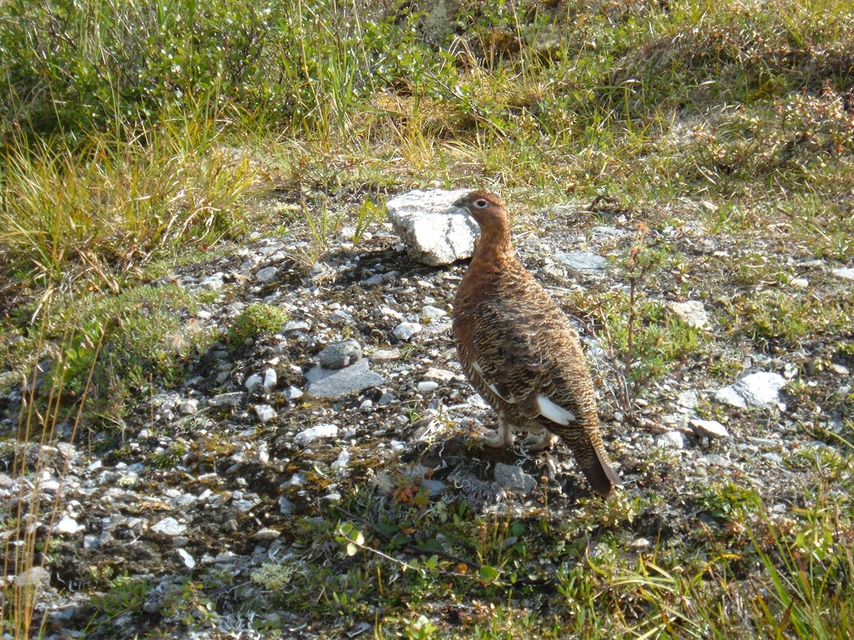 Rock Ptarmigan - ML512263621