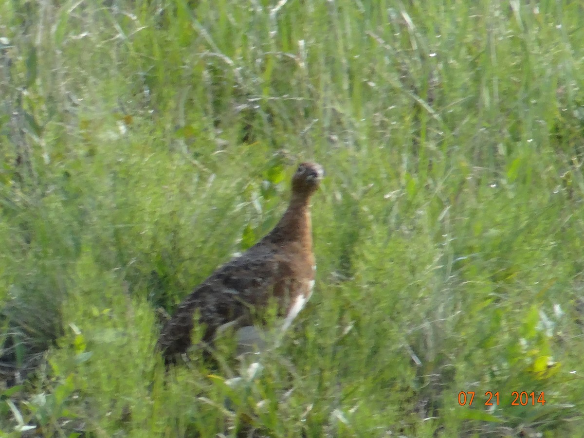 Rock Ptarmigan - ML512263641