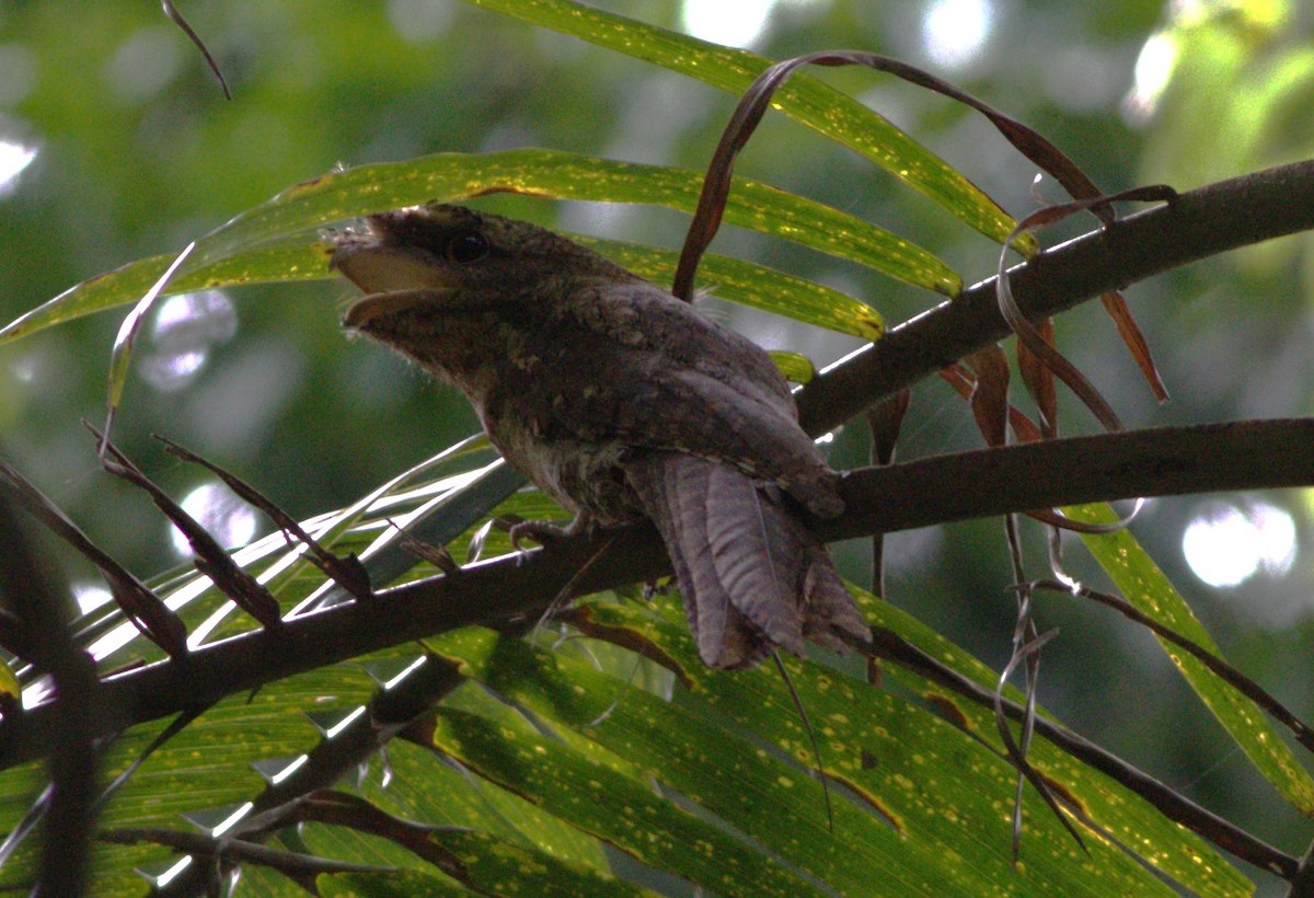 Marbled Frogmouth - Greg Roberts