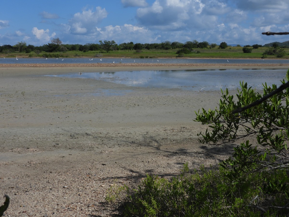 Snow Goose - ML512264991