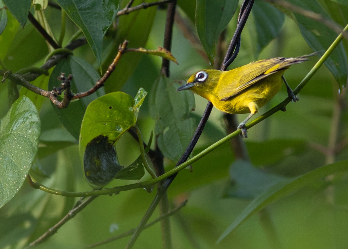 Lemon-bellied White-eye - Simon Mitchell