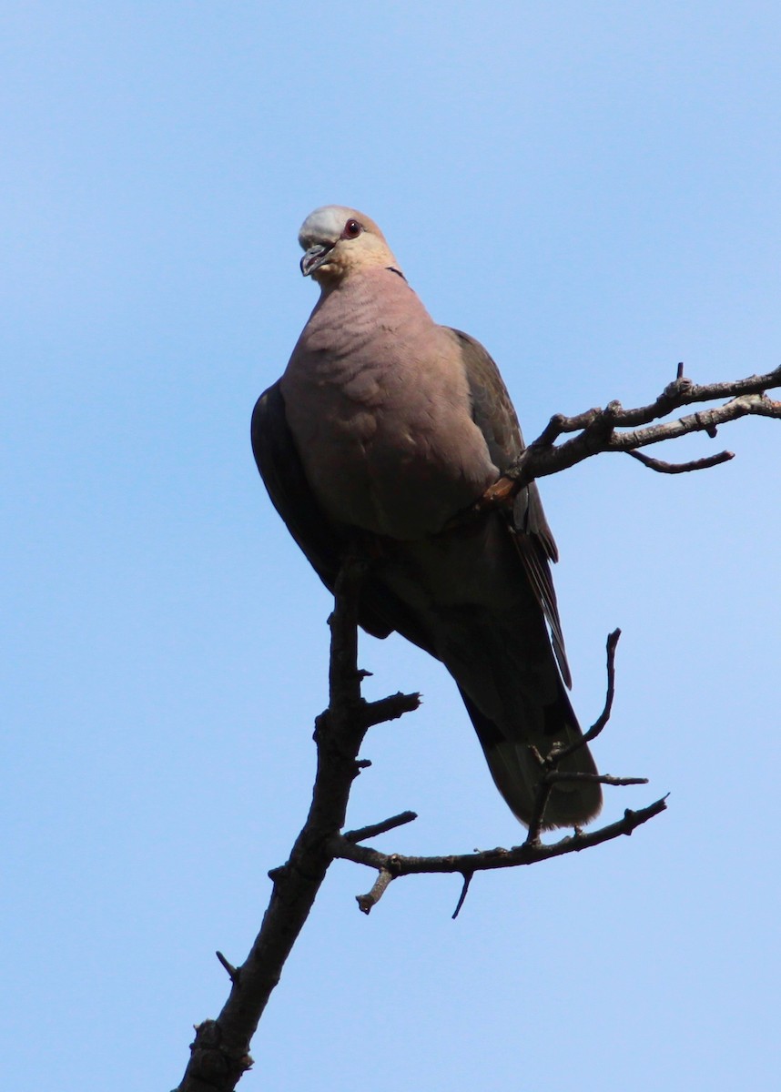 Red-eyed Dove - Vincent Rufray