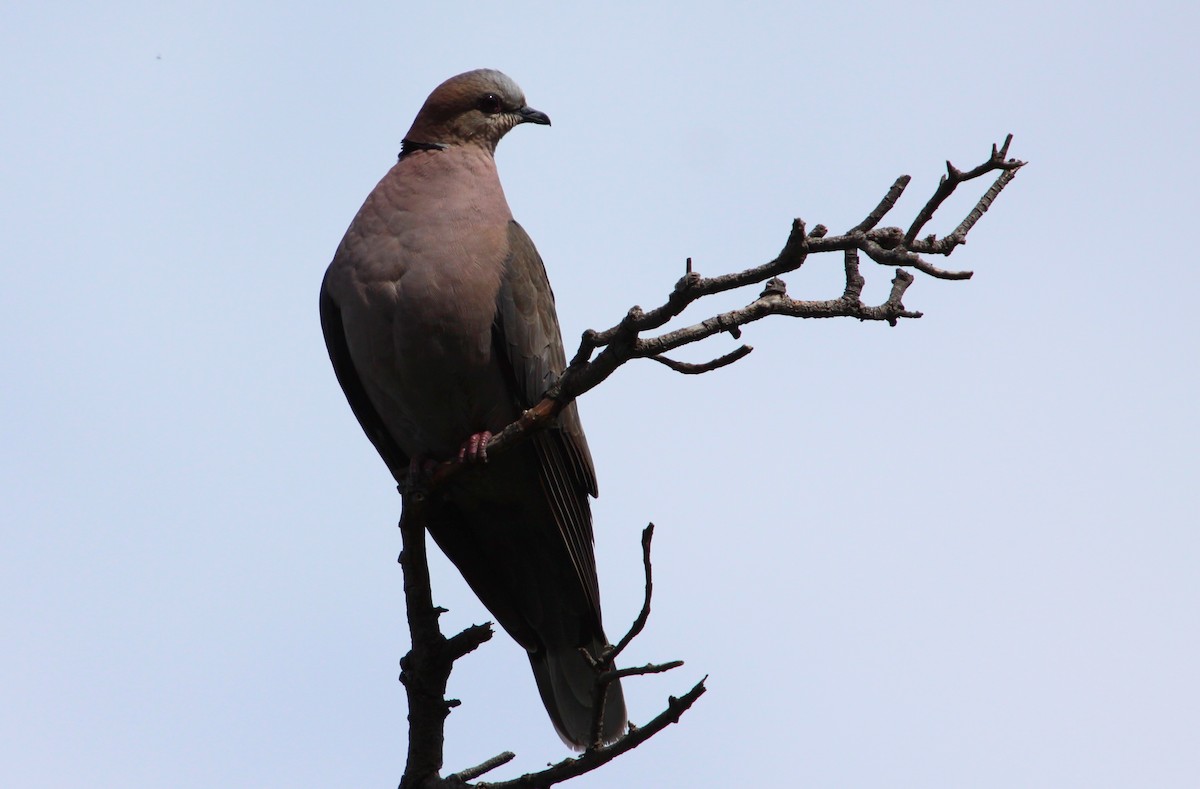 Red-eyed Dove - Vincent Rufray