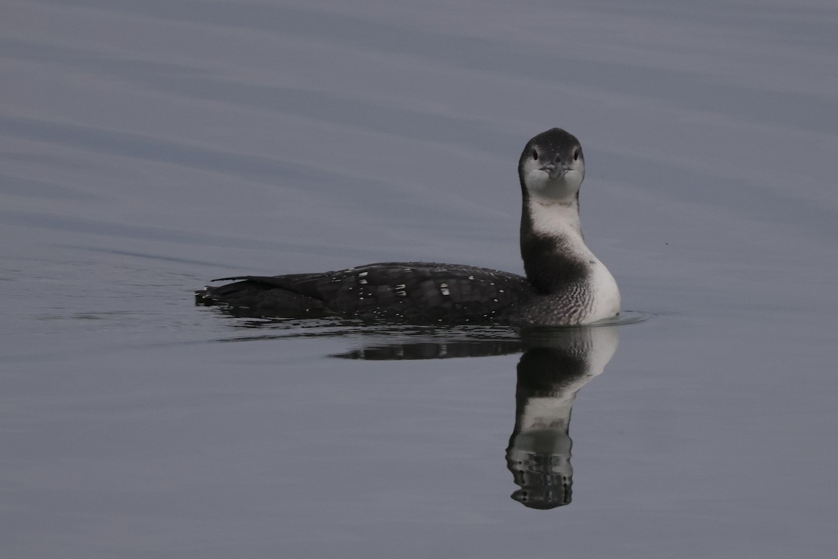 Common Loon - ML512266571