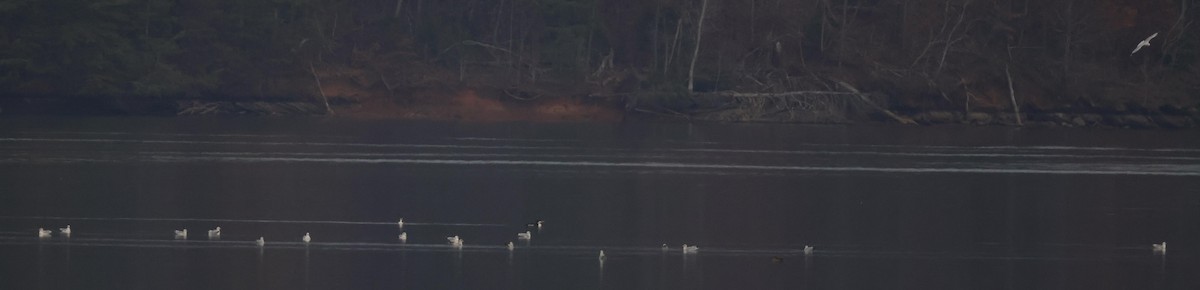 Ring-billed Gull - ML512267331