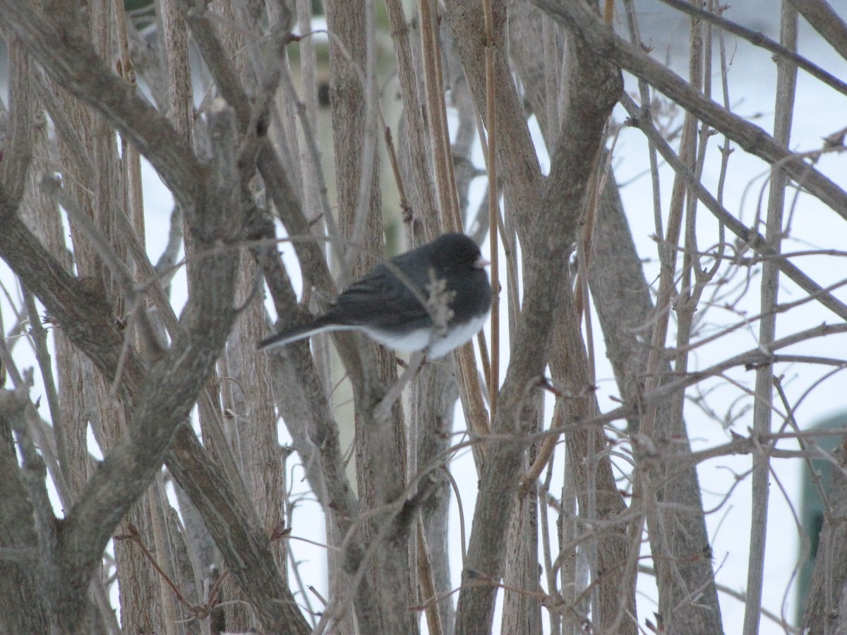 Junco ardoisé (hyemalis/carolinensis) - ML51226891