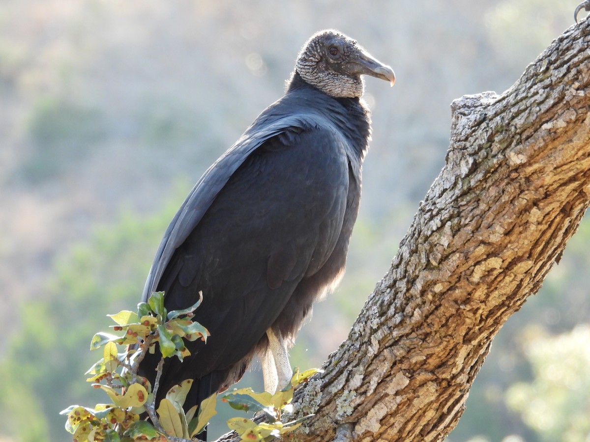 Black Vulture - Louise Haney