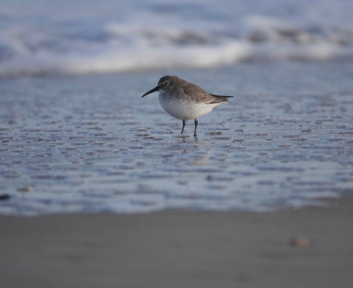 Dunlin - ML512269441