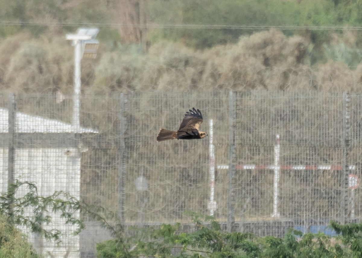 Western Marsh Harrier - ML512269531