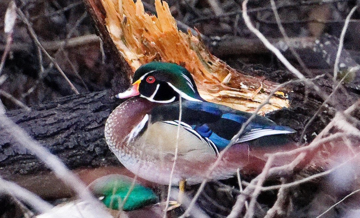 Wood Duck - ML512269541