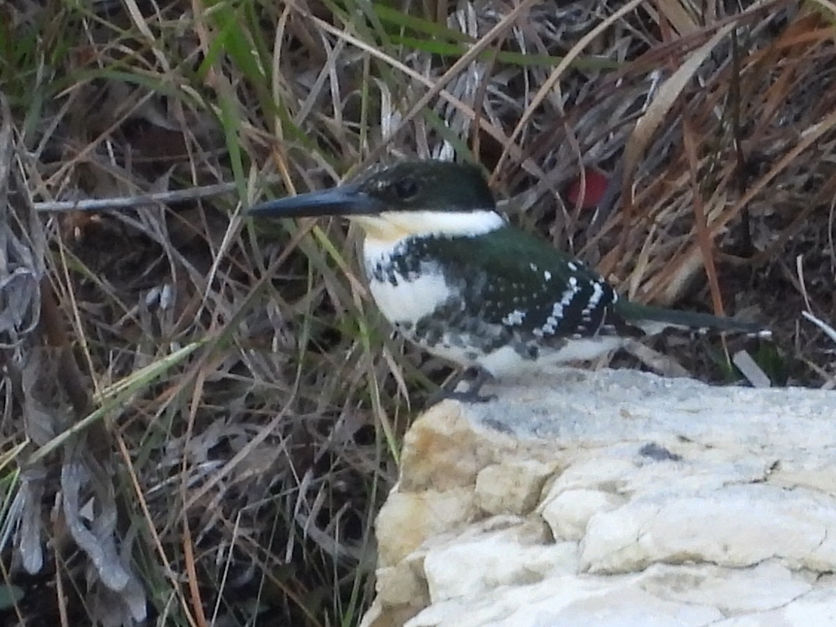 Green Kingfisher - ML512269571