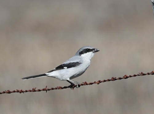 Loggerhead Shrike - ML512270151