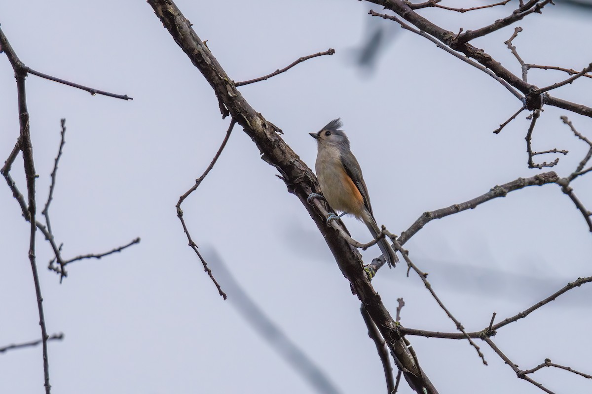 Tufted Titmouse - Matt Saunders