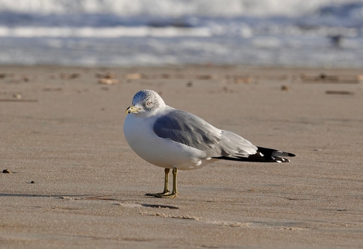 Ring-billed Gull - ML512271211