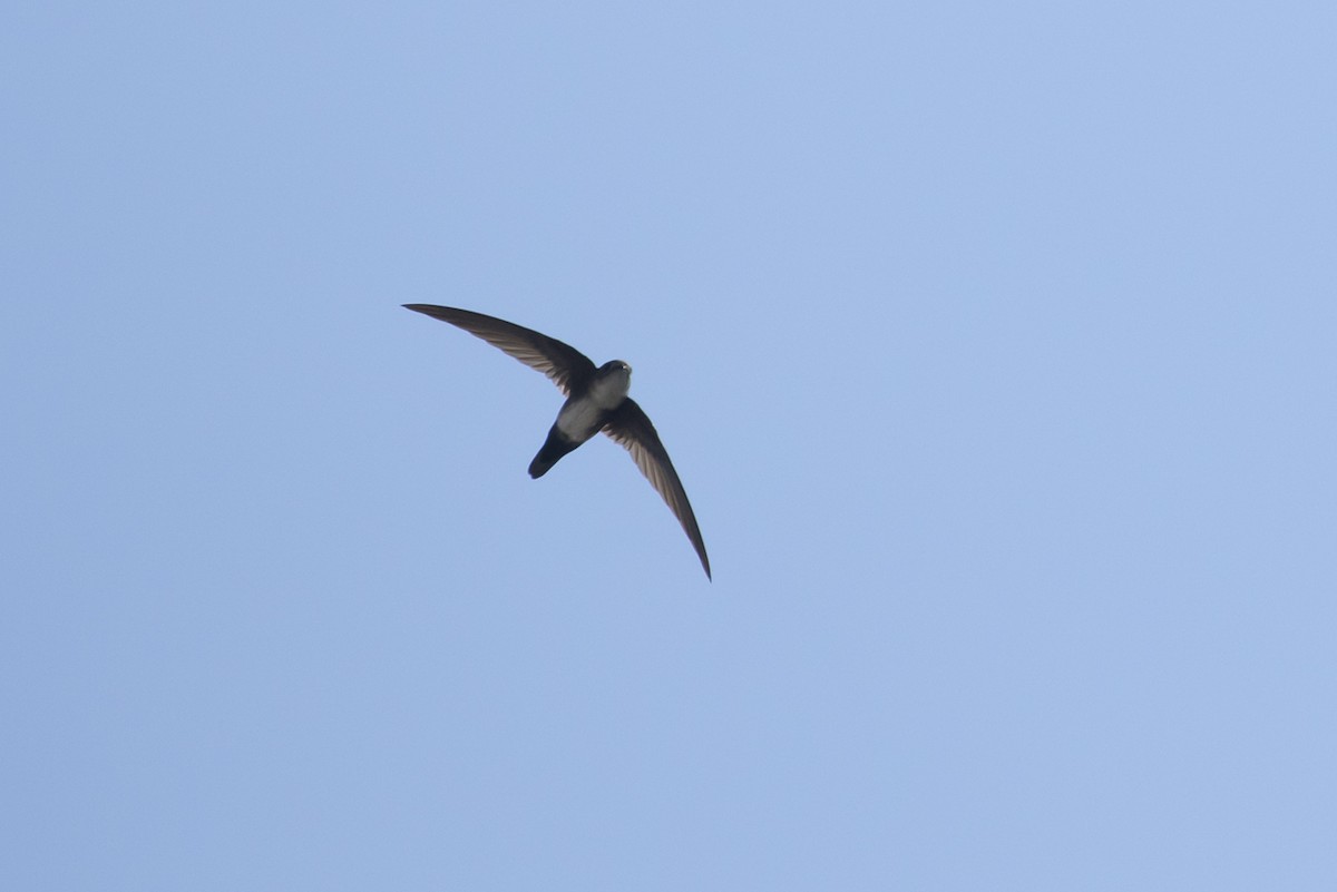 Antillean Palm Swift - Michael Todd