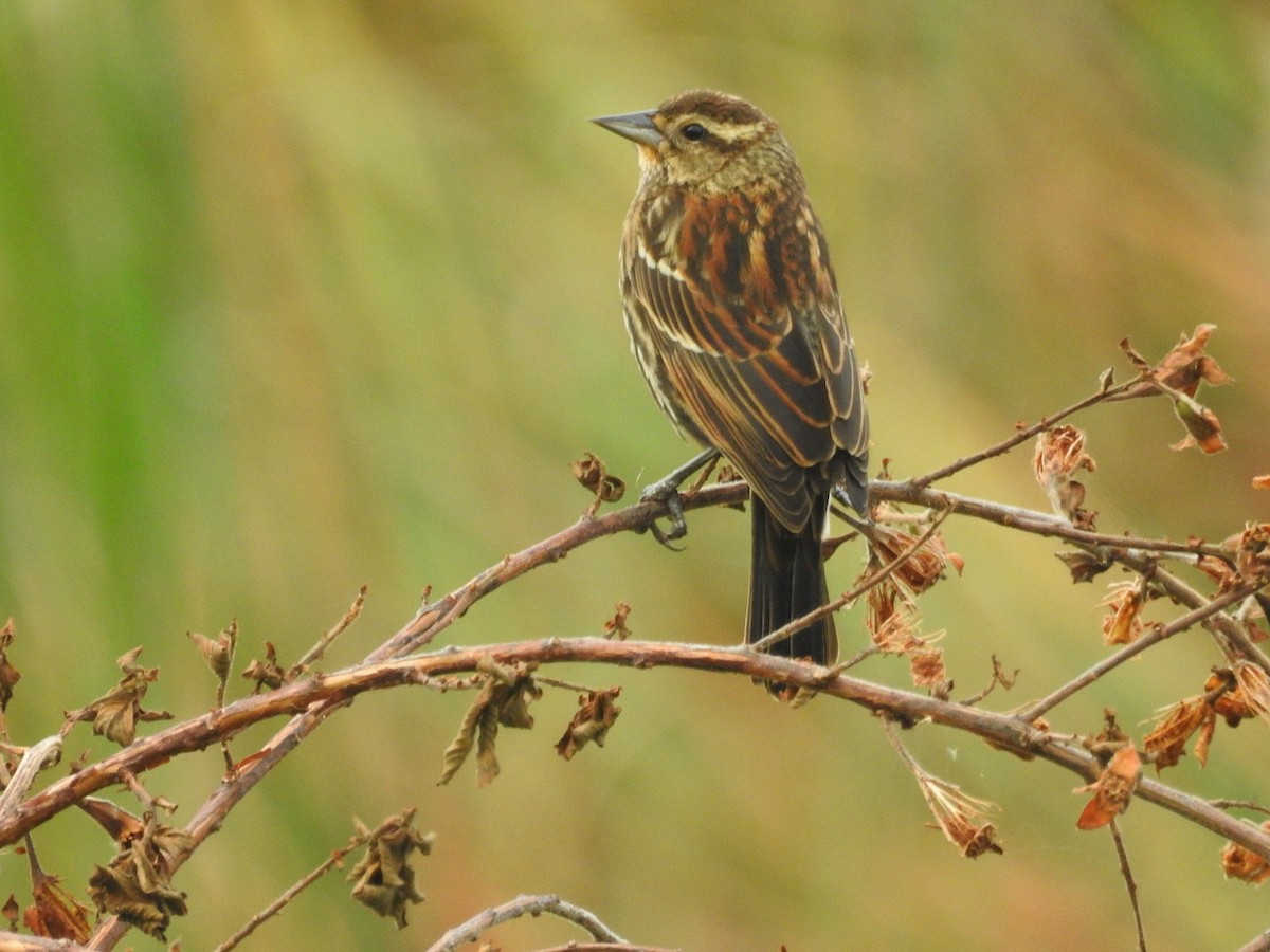 Red-winged Blackbird - ML512271711