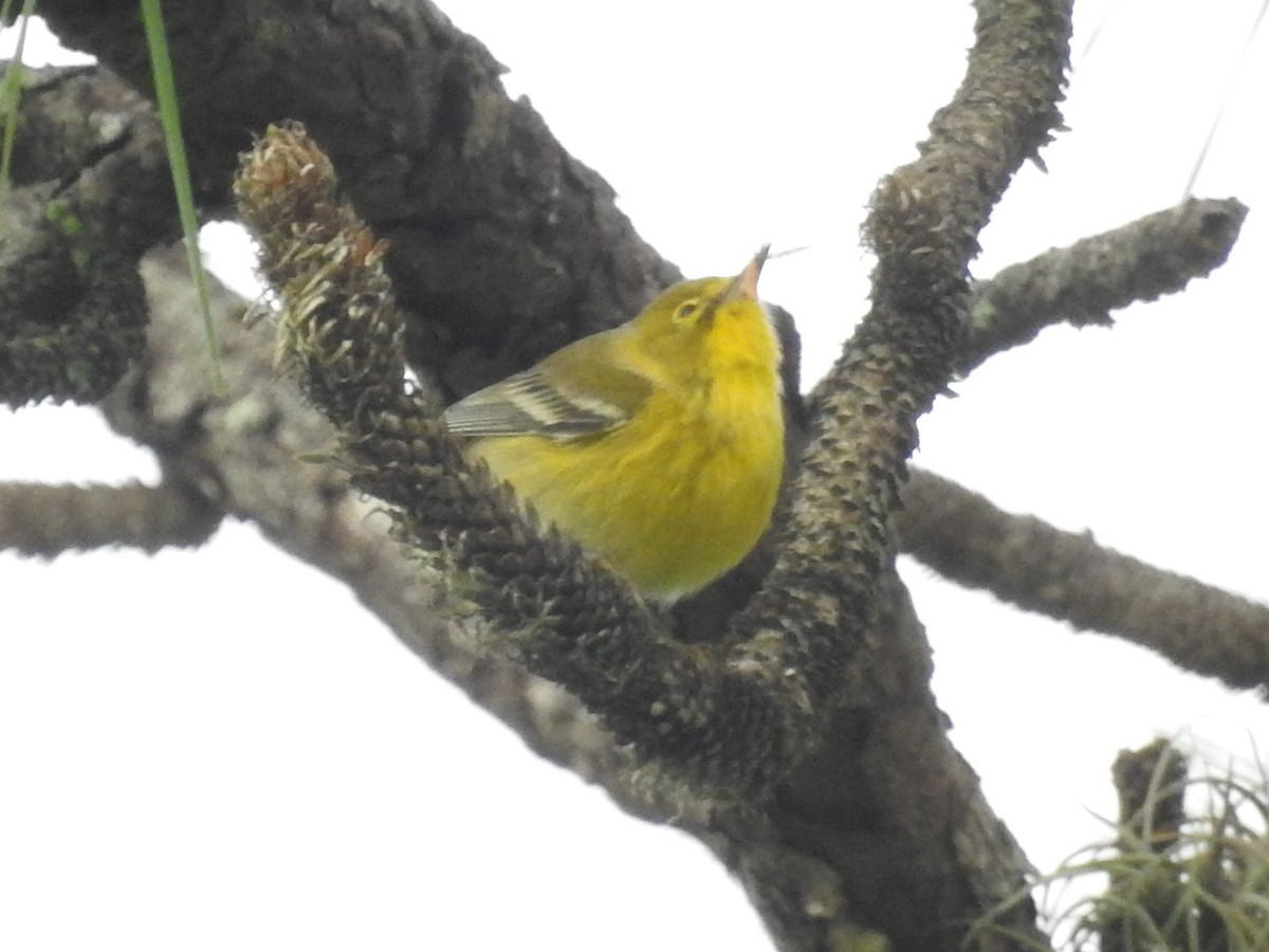 Pine Warbler - ML512271761