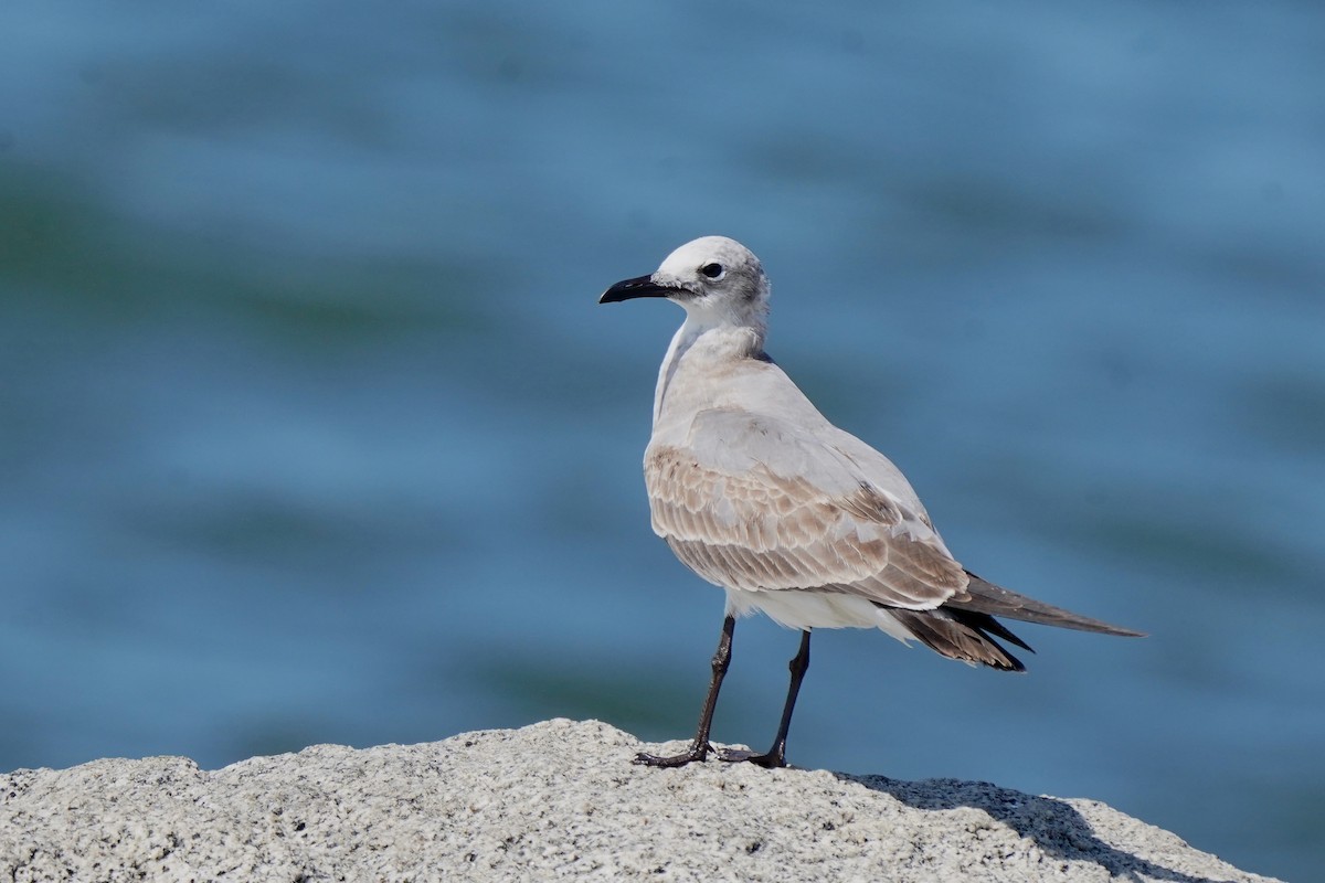 Laughing Gull - ML512271811