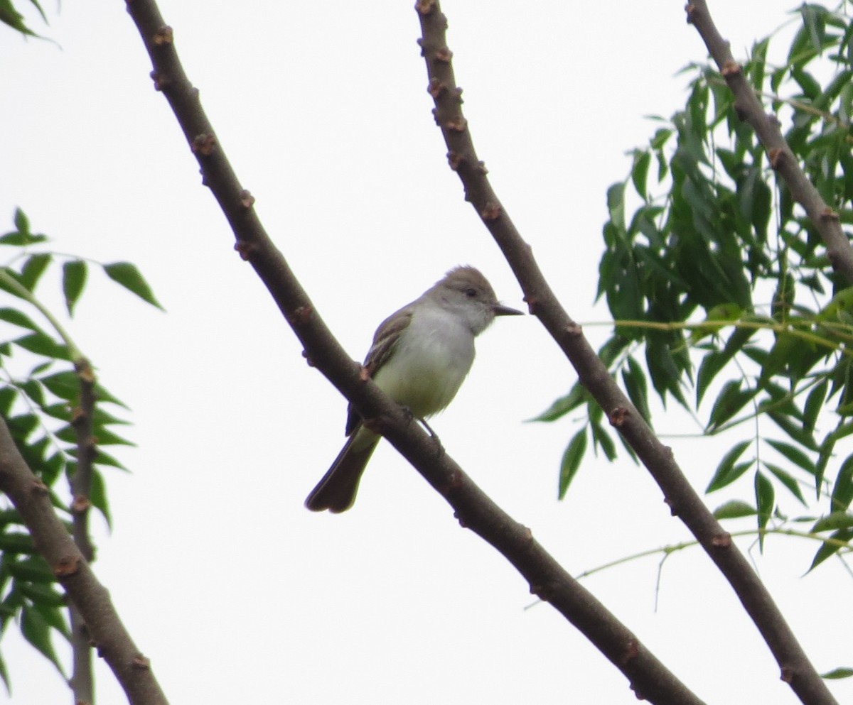 Ash-throated Flycatcher - ML512272221