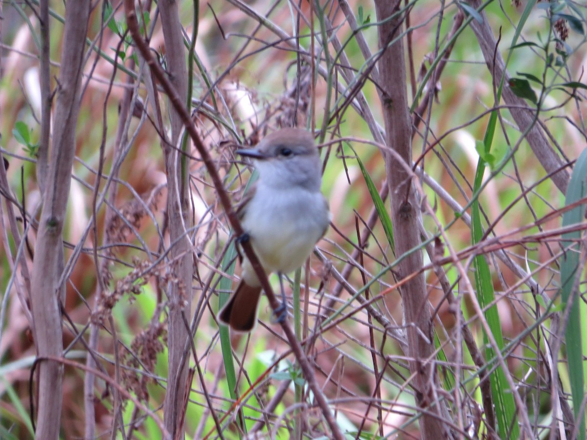 Ash-throated Flycatcher - ML512272421