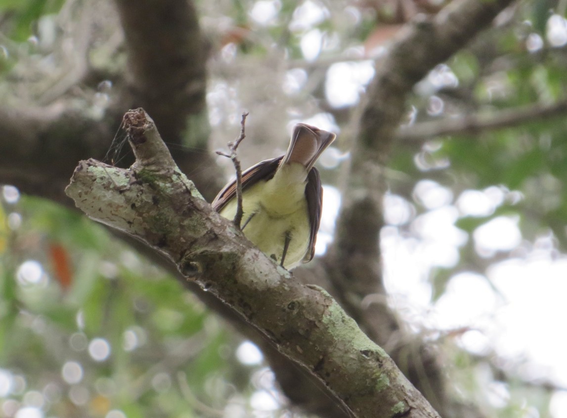 Ash-throated Flycatcher - ML512272471