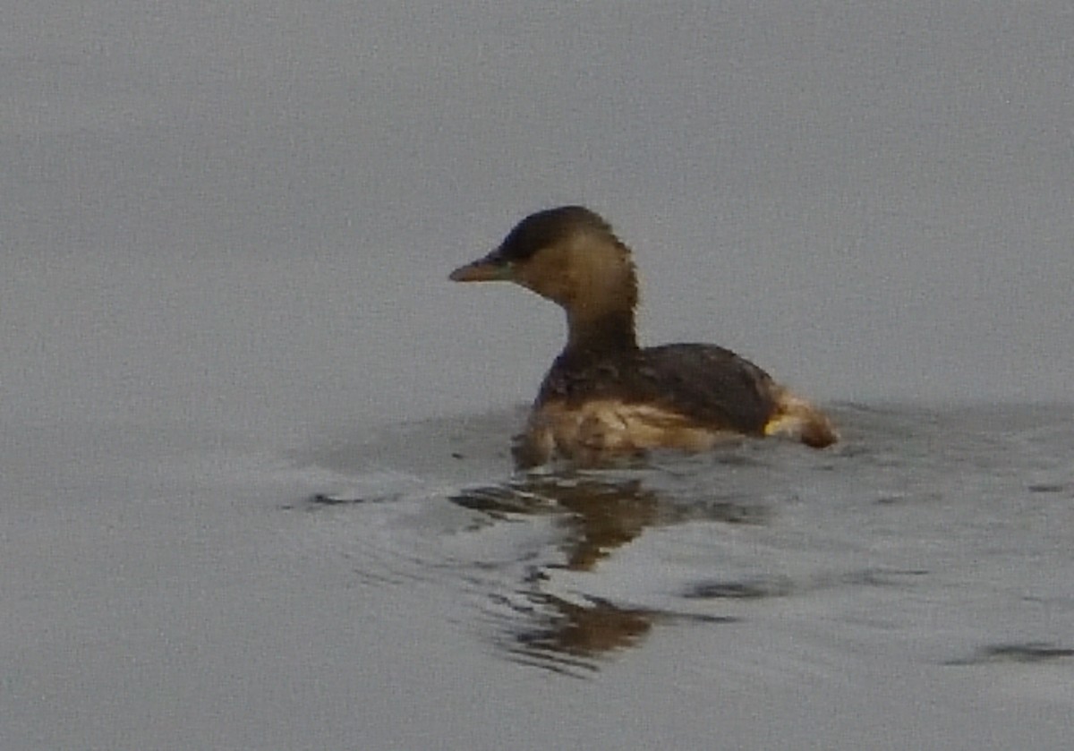 Little Grebe - ML512273471