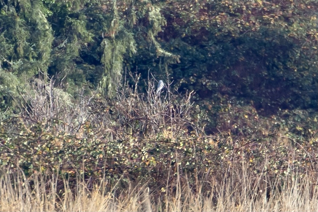 White-tailed Kite - ML512273861