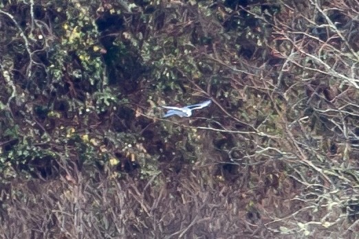 White-tailed Kite - ML512273871
