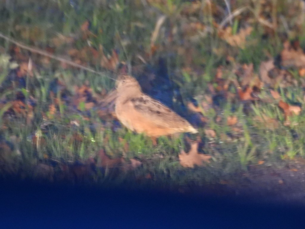 American Woodcock - ML512274201