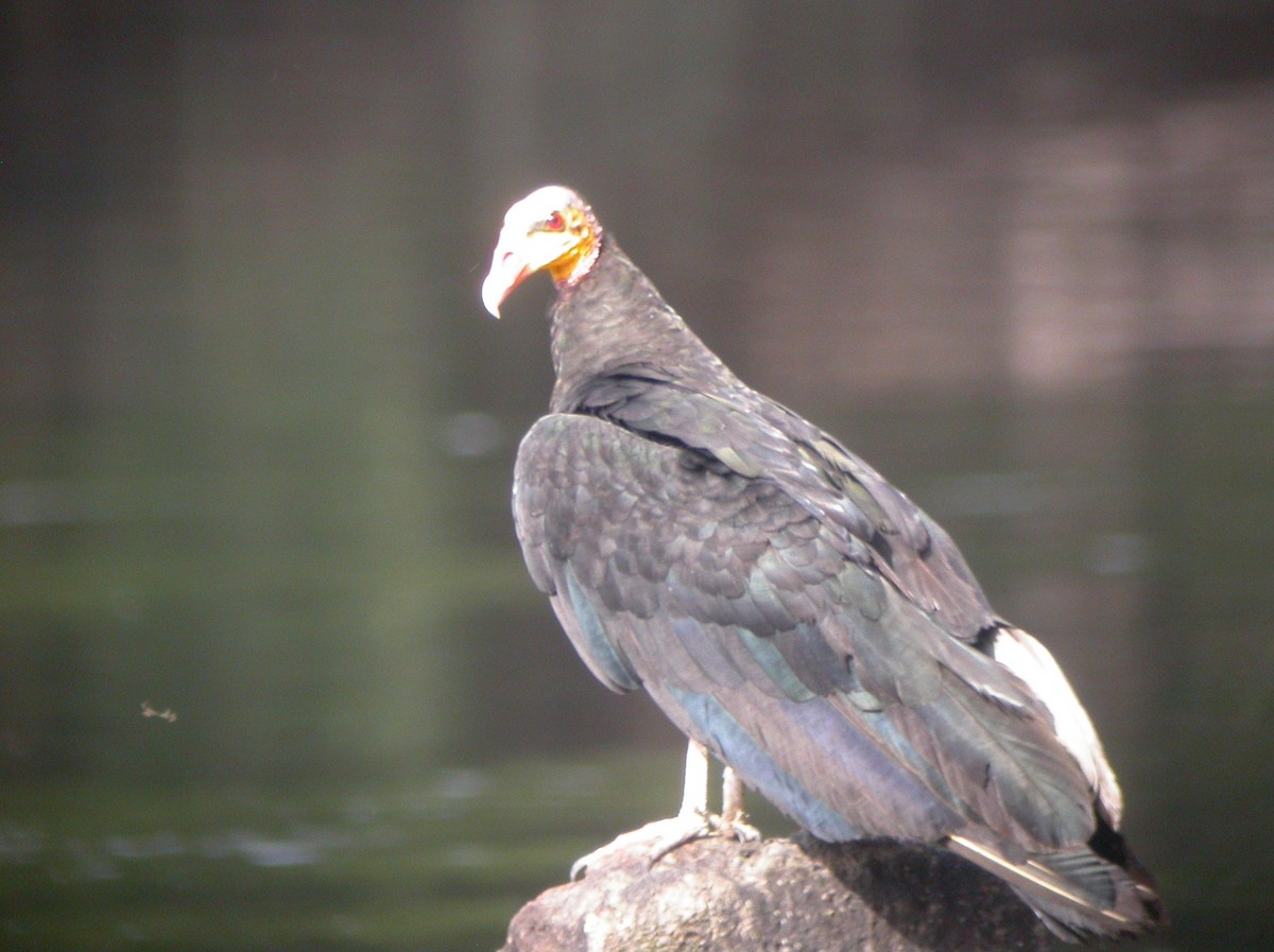 Greater Yellow-headed Vulture - ML512274341