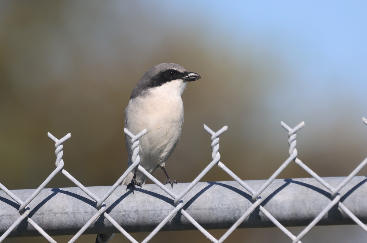 Loggerhead Shrike - ML512274371