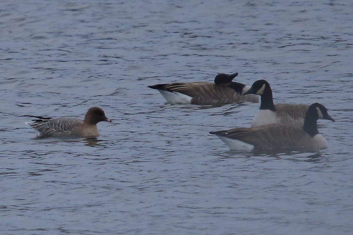 Pink-footed Goose - Mike  Jones