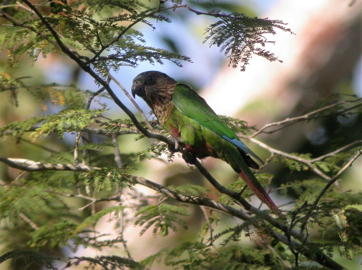 Santarem Parakeet (Madeira) - ML512276191