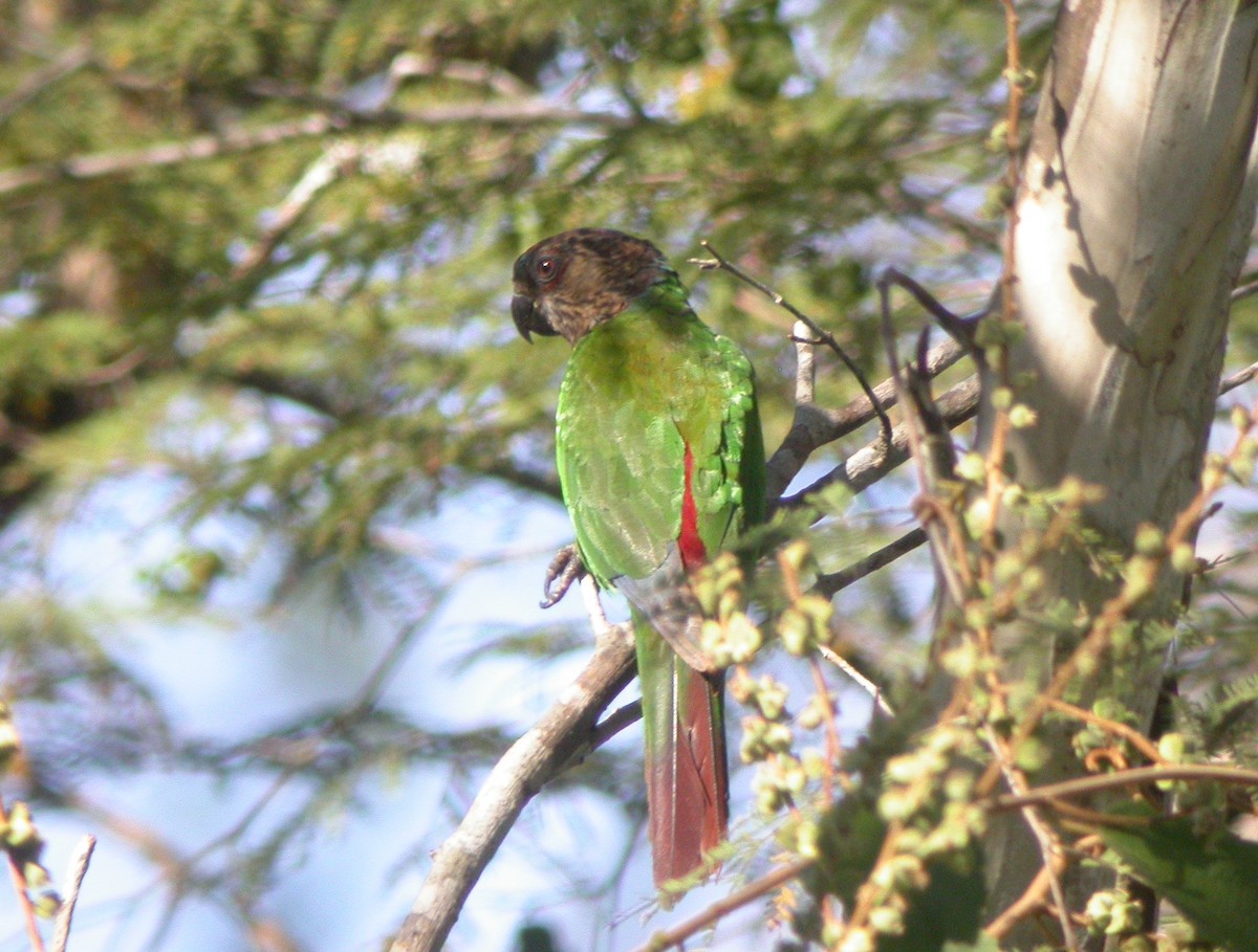 pyrura paráský (ssp. snethlageae) - ML512276201