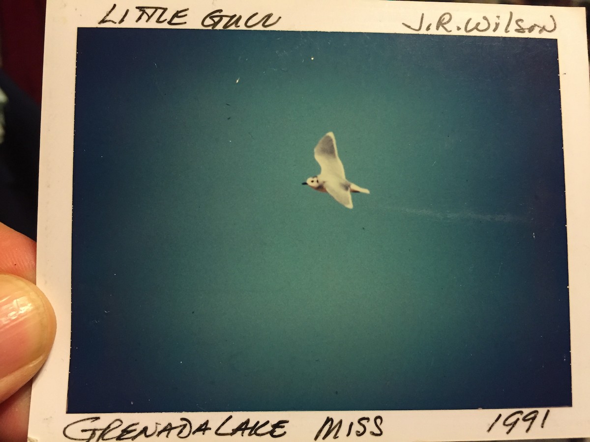 Little Gull - Jeff R. Wilson