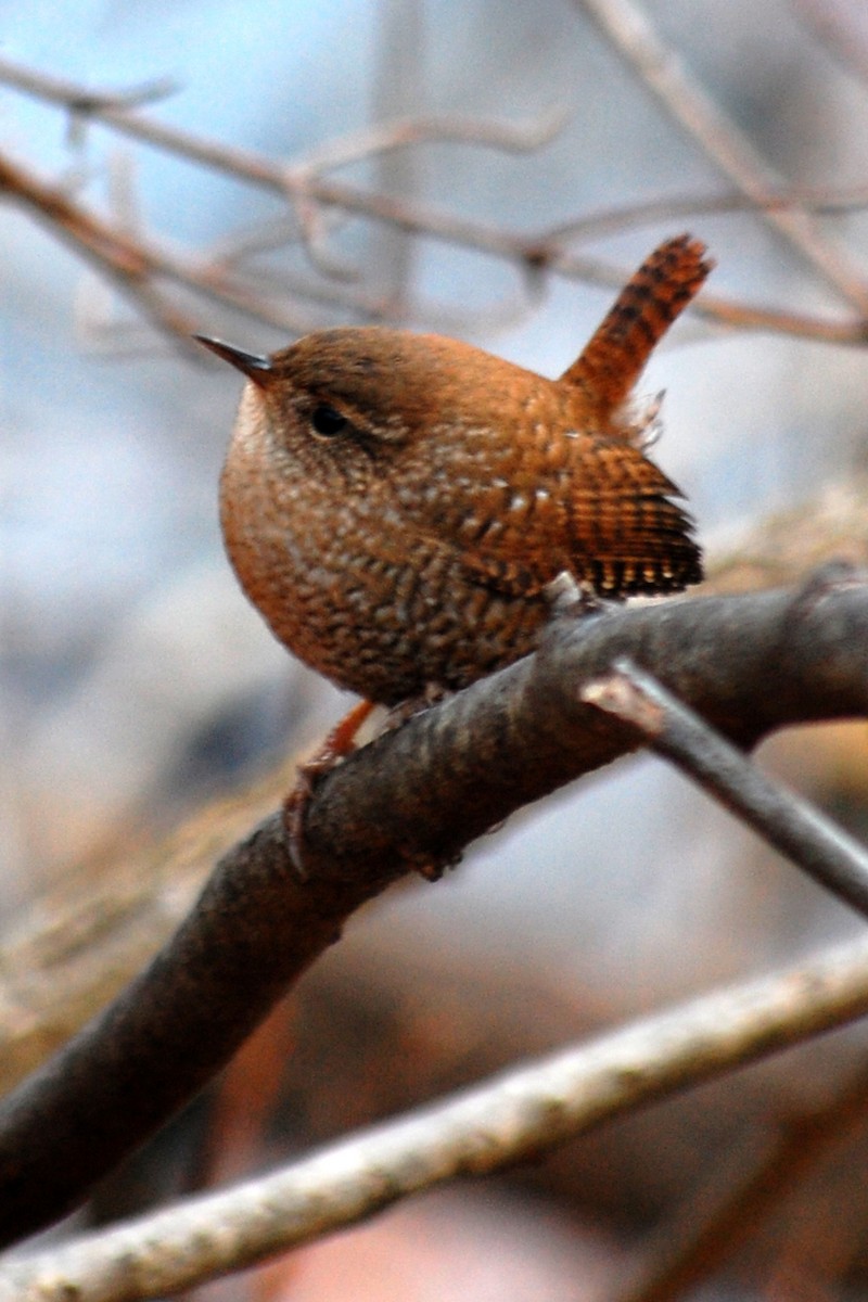 Winter Wren - ML512276701