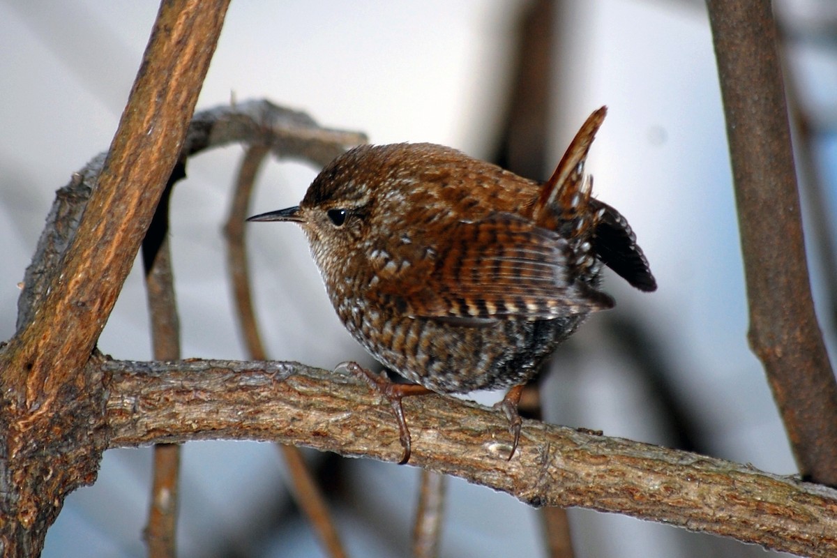 Winter Wren - ML512276721