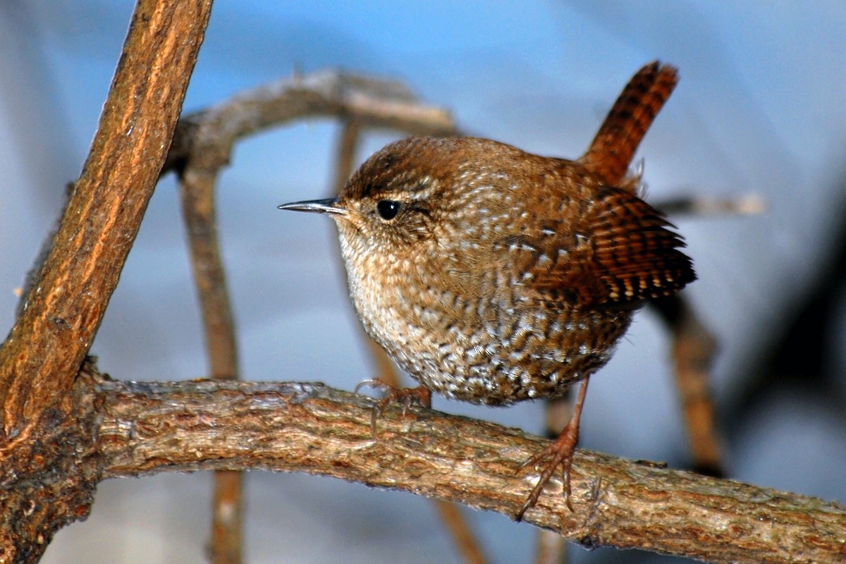 Winter Wren - Robert Walker