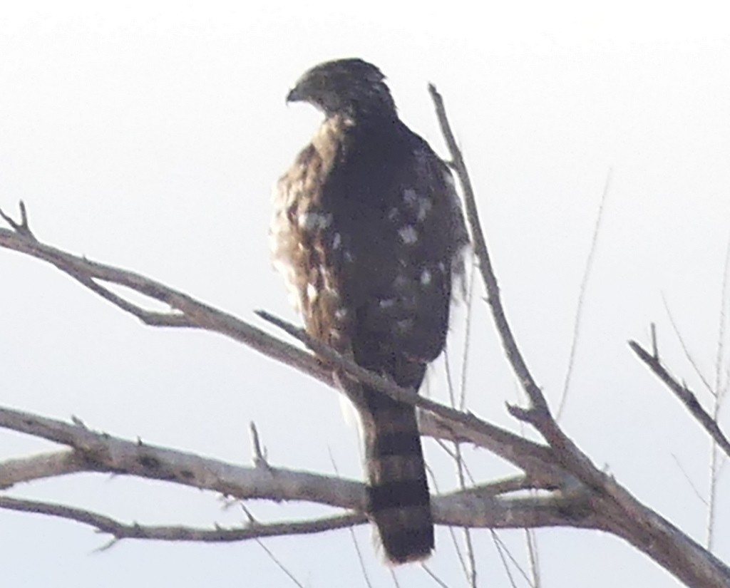 Cooper's Hawk - ML512276751