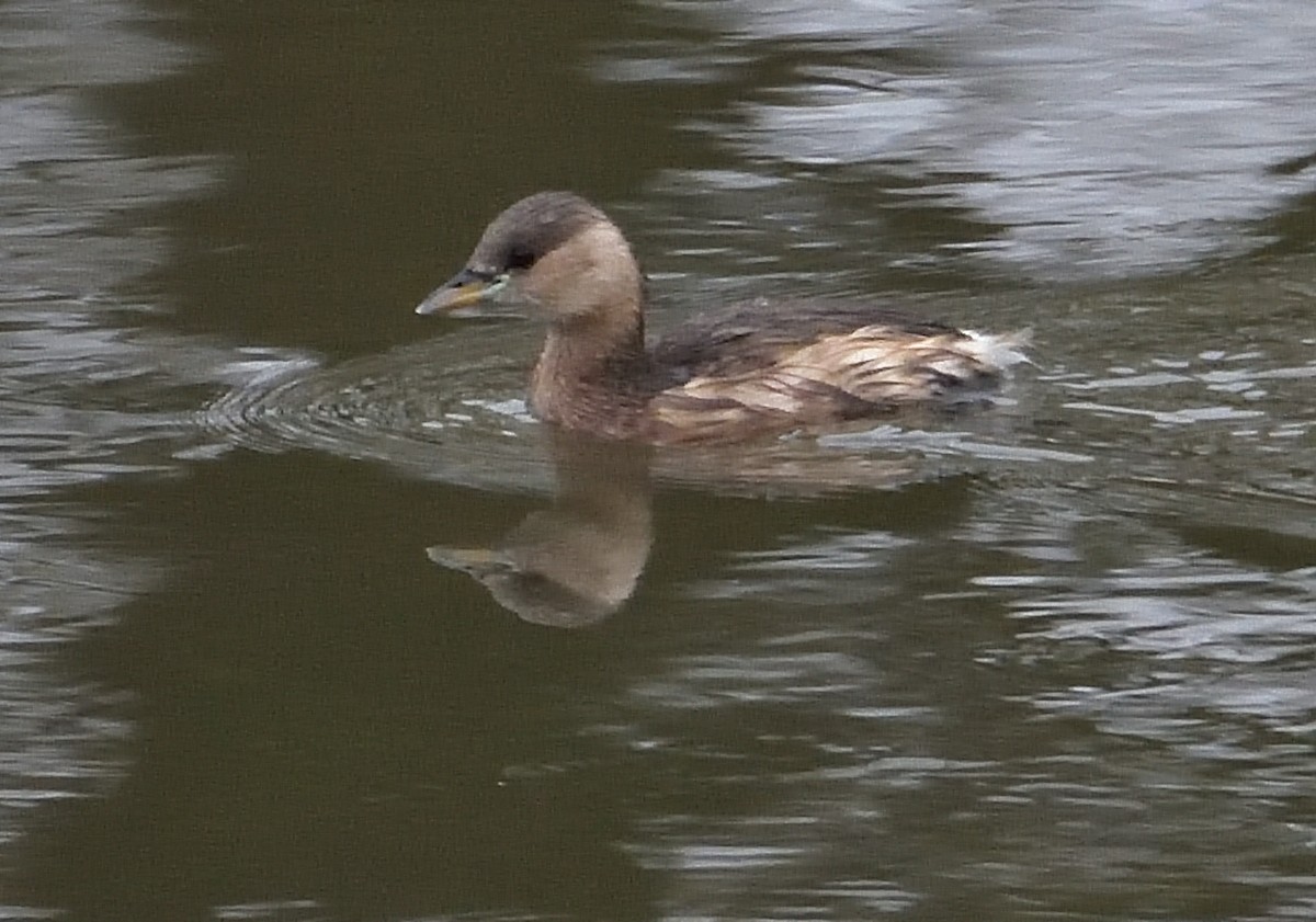 Little Grebe - ML512277071