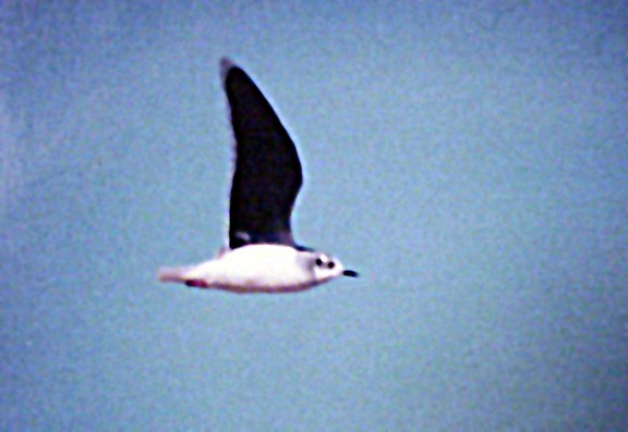 Mouette pygmée - ML51227751