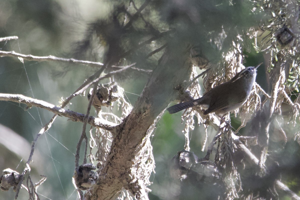 Bewick's Wren - ML512278091