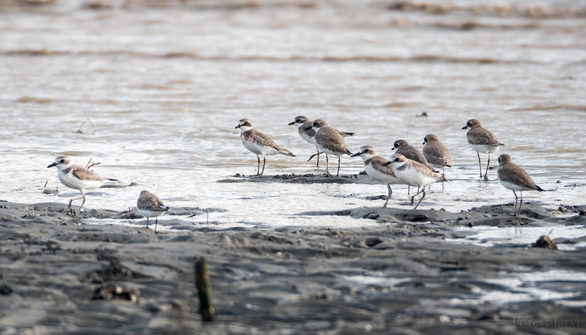 Siberian Sand-Plover - ML51227861