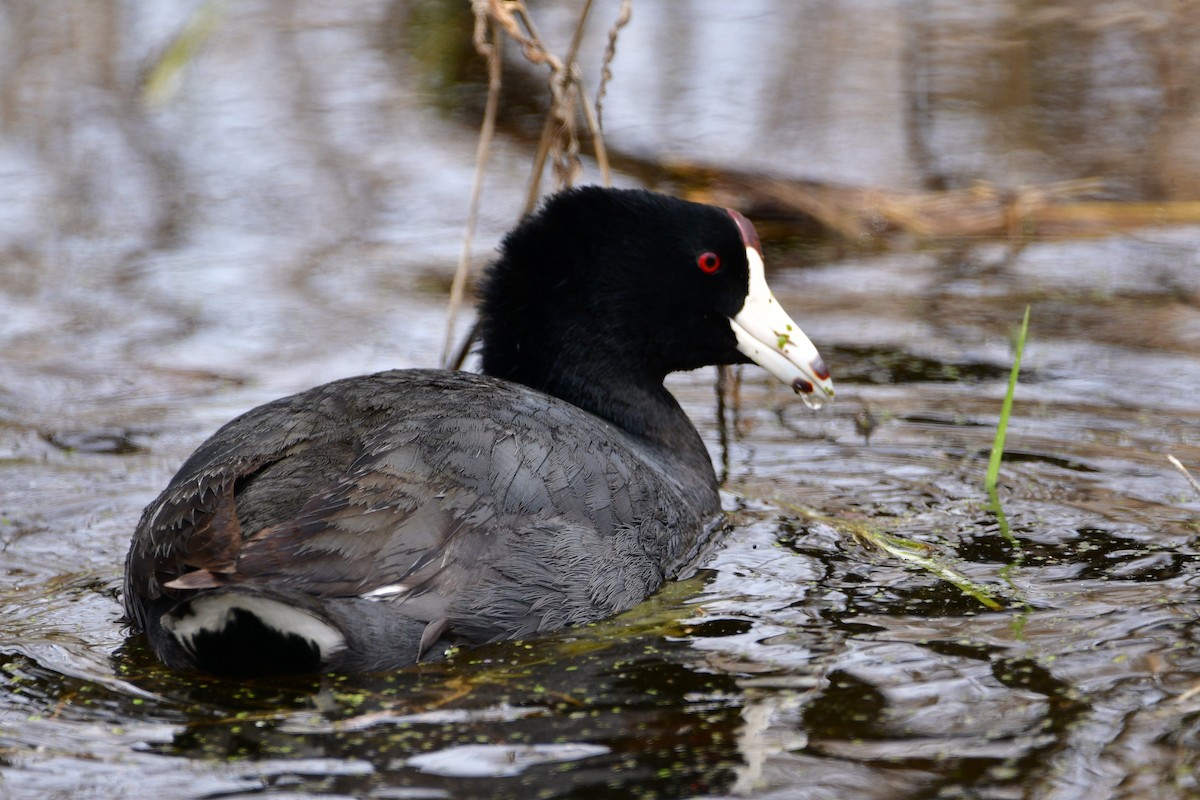 American Coot - ML512279921