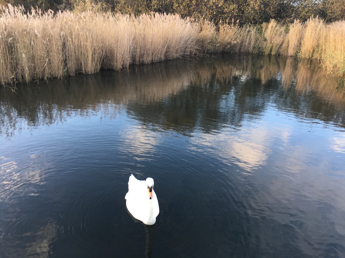 Mute Swan - ML512280481