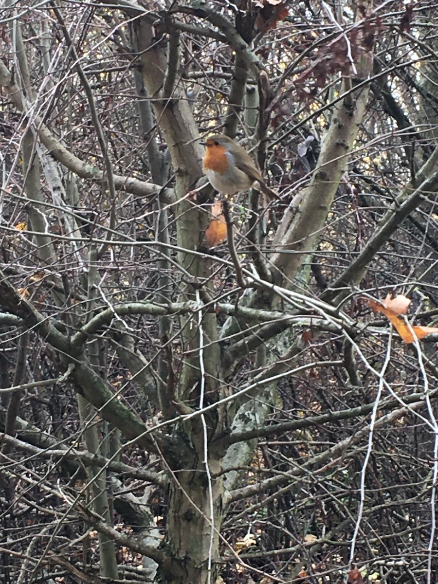 European Robin - ML512280711