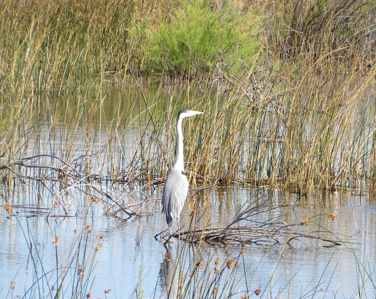 Cocoi Heron - ML512281171