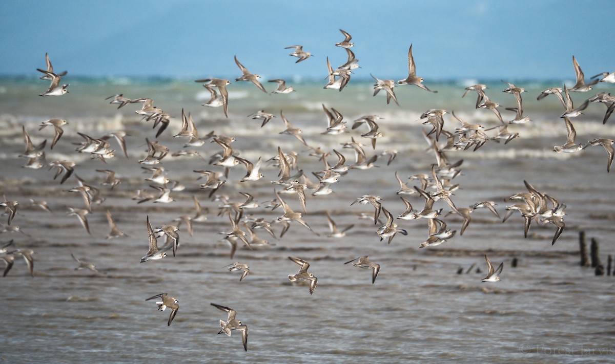 Red-necked Stint - ML51228161